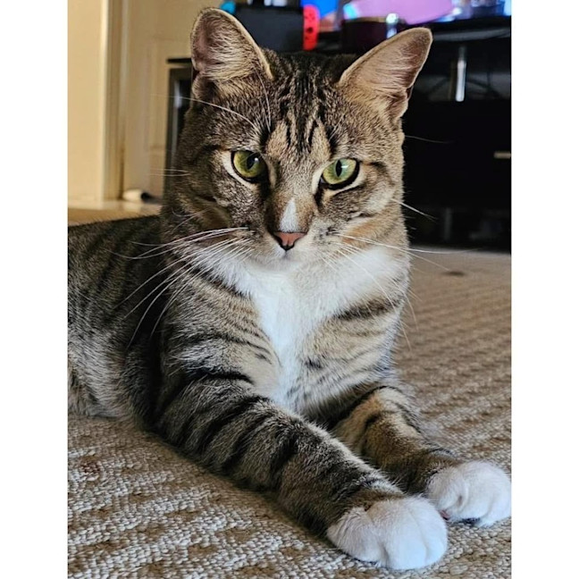 Photo of 10526   Juno