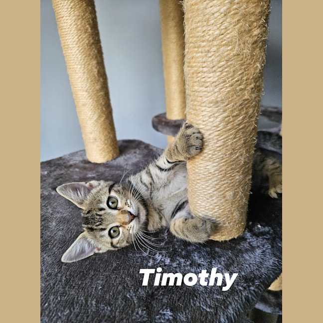 Photo of Timothy