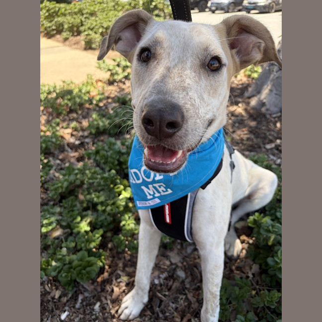 Photo of Pedro *$350 Adoption Fee*