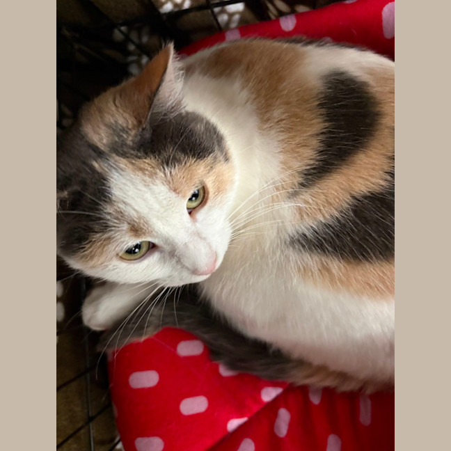 Photo of Willow