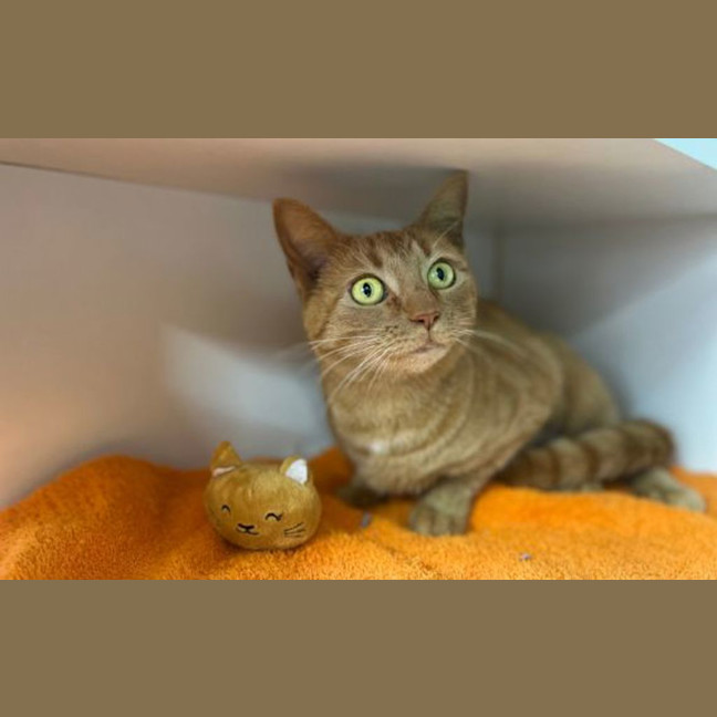 Photo of Pumpkin