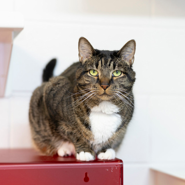 Photo of Tiger  Lily