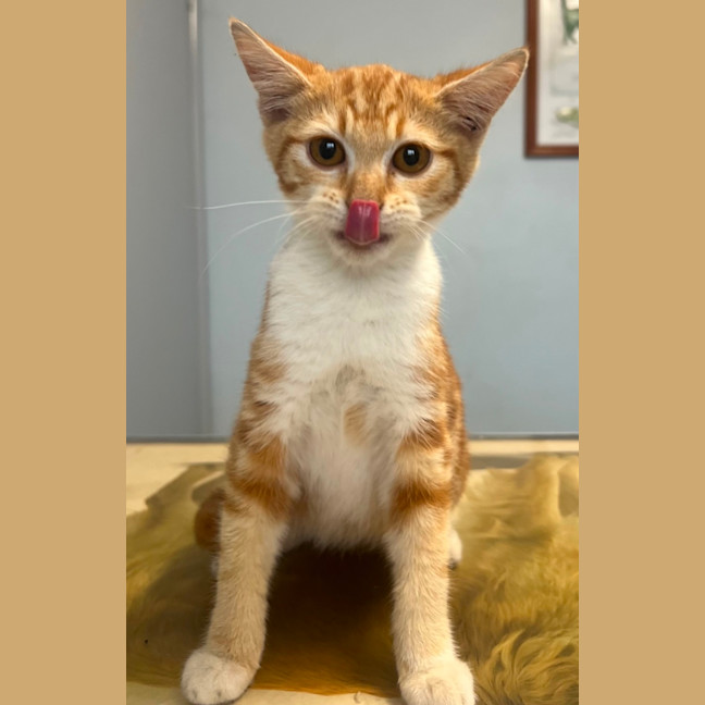Photo of Freya