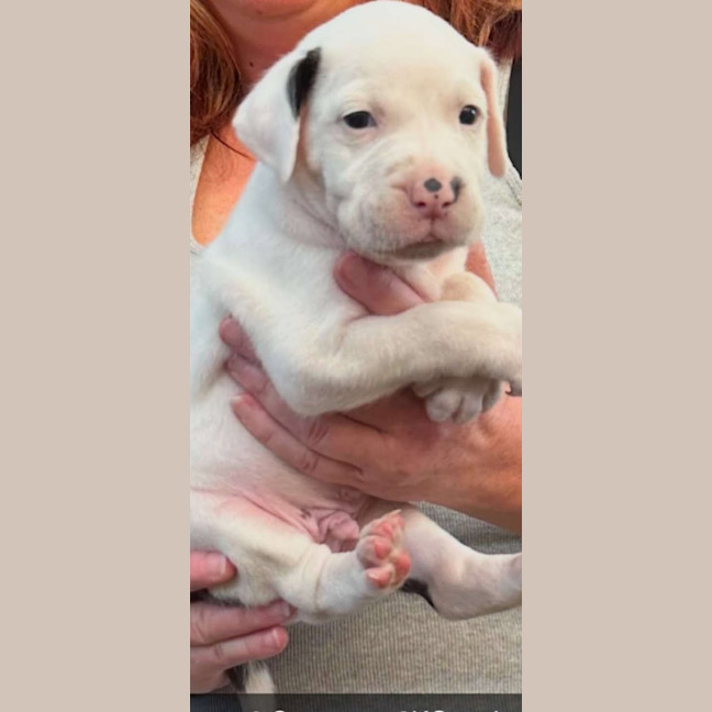 Photo of Spot 