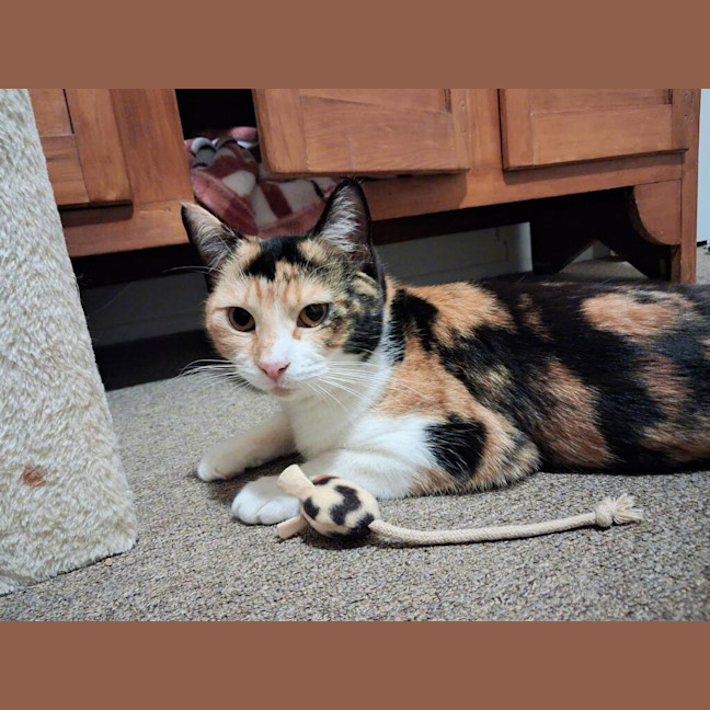 Photo of Salsa