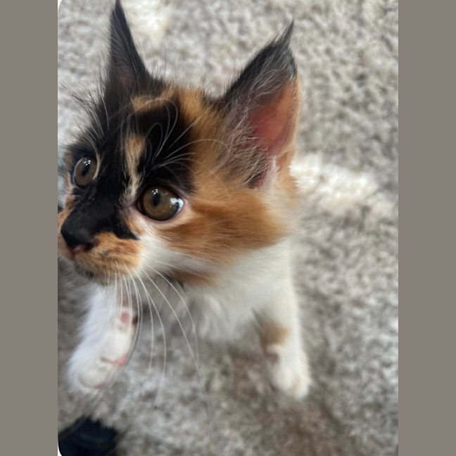 Photo of Mindy And Mork