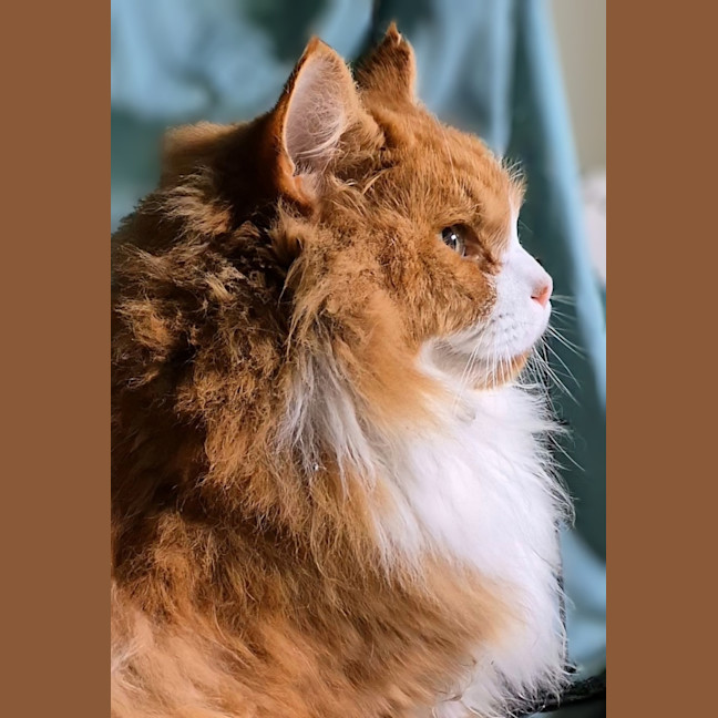 Photo of 🦁 Leo 🦁 