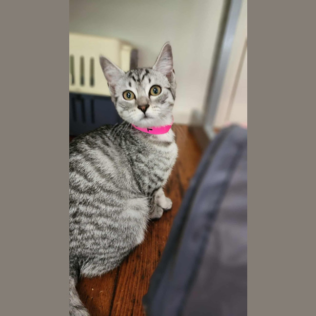 Photo of Frankie   In Foster Care In Healesville