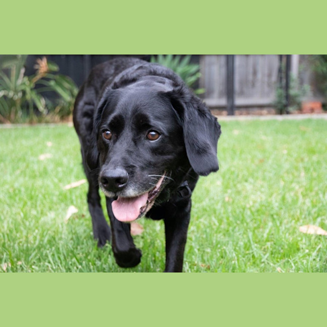 Photo of Tetley Valenti