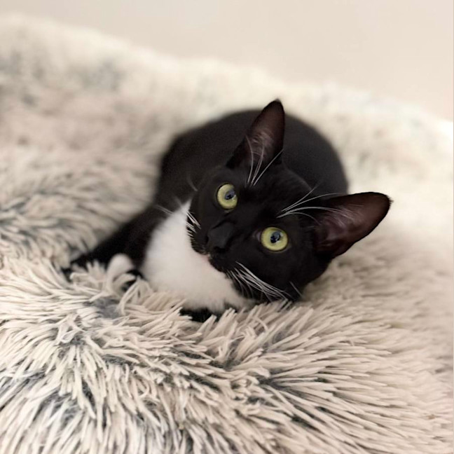 Photo of 🖤 Suki 🖤