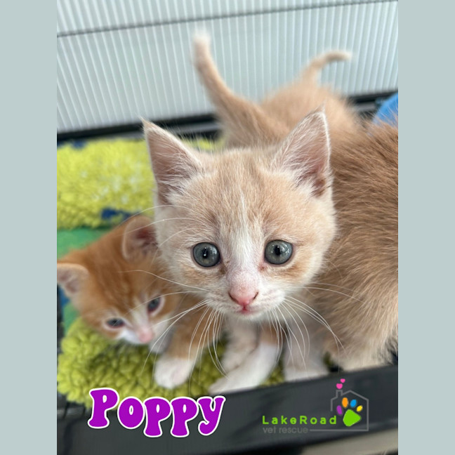 Photo of Poppy