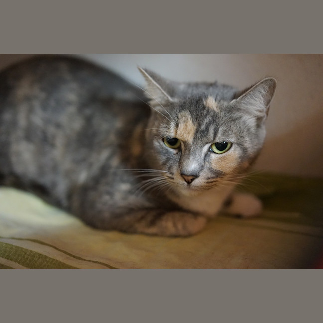 Photo of Cleopatra
