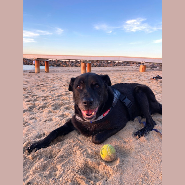 Photo of Bear   11 Year Old Labrador X