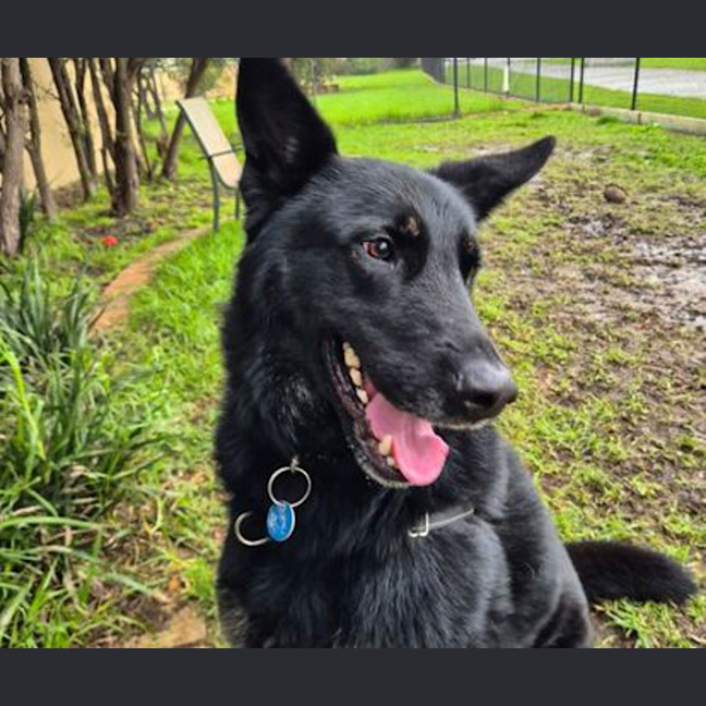 Photo of Rover
