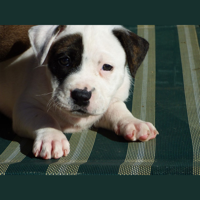 Photo of Tilli/Scout