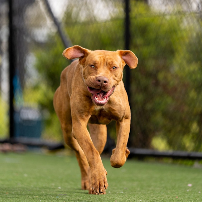 Photo of Miffy Imp 1926