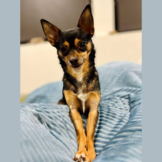 Photo of Beanie Baby