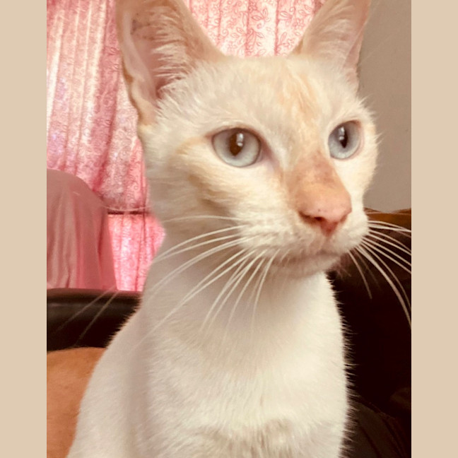 Photo of Cece