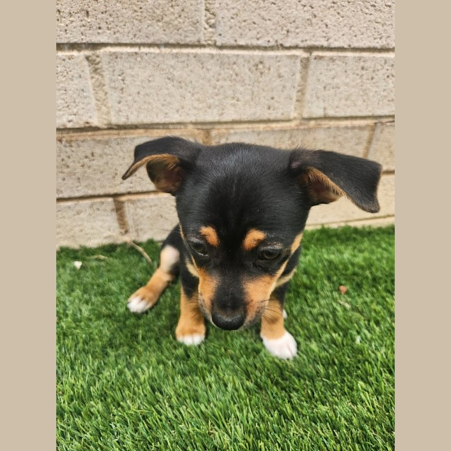 Photo of Ava   10 Week Old Chihuahua X Foxie (Trial)