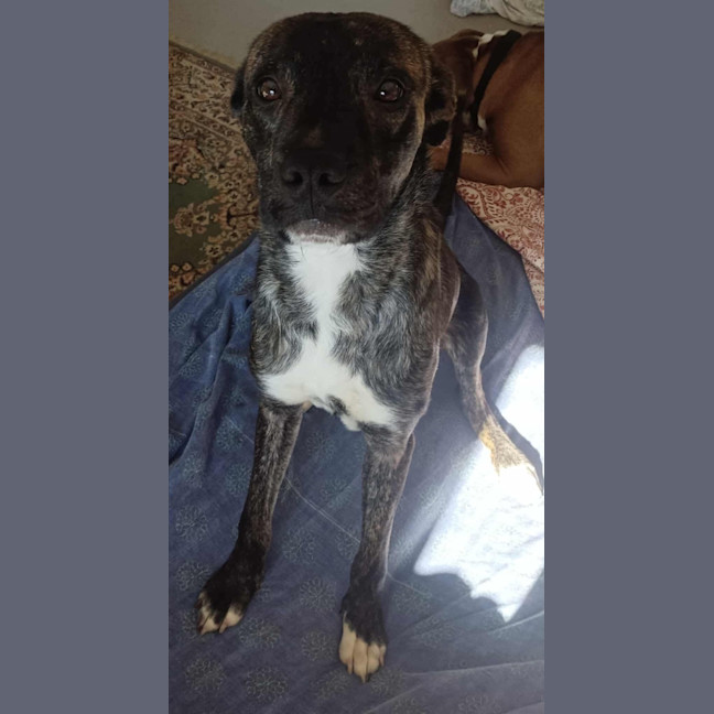 Photo of Mississippi Mud Pie