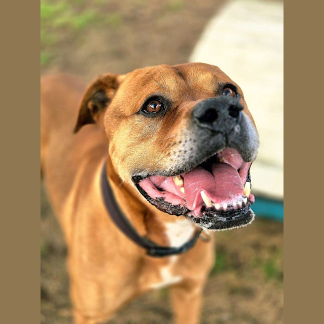 Photo of Tyson