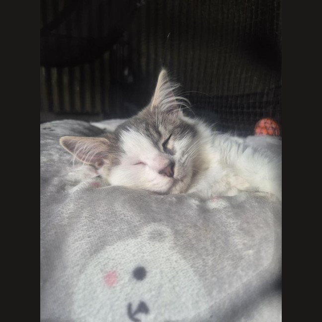 Photo of Dash