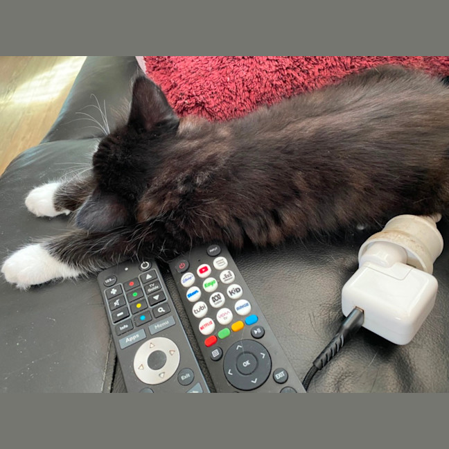 Photo of Charming Meet Me At Pet Stock Chelsea