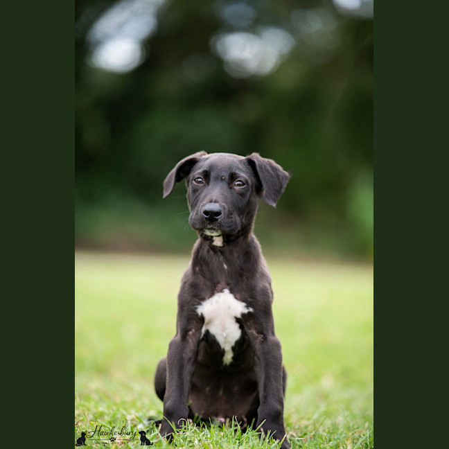 Photo of Brody