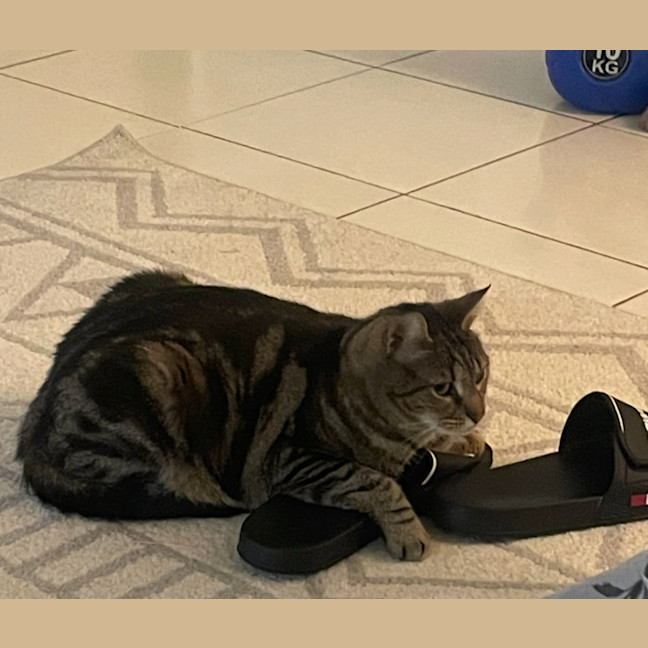 Photo of Hugo 