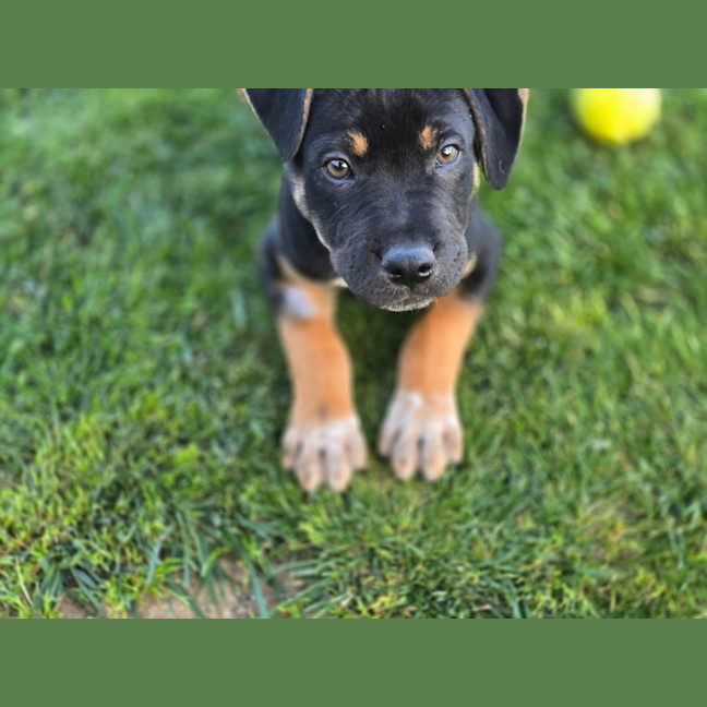 Photo of Hugo