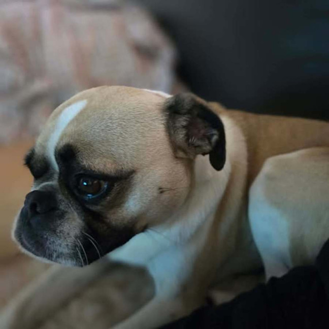 Photo of Luna
