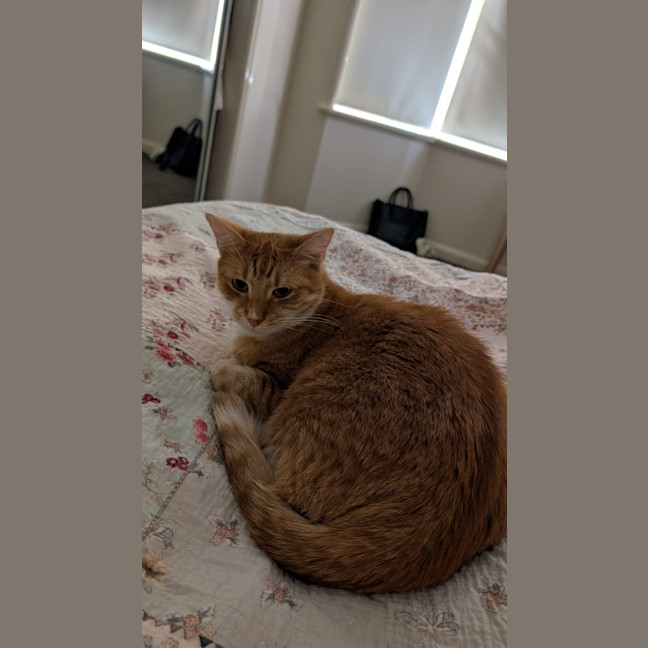 Photo of Goldie