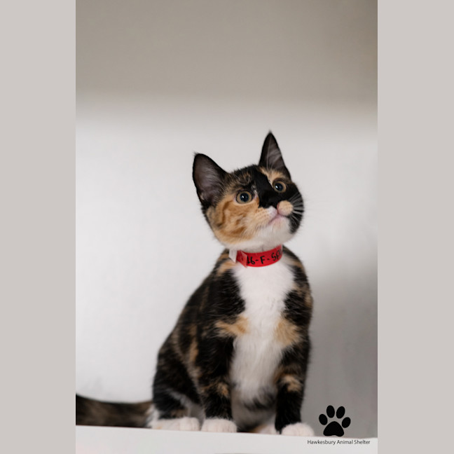 Photo of Sparkles