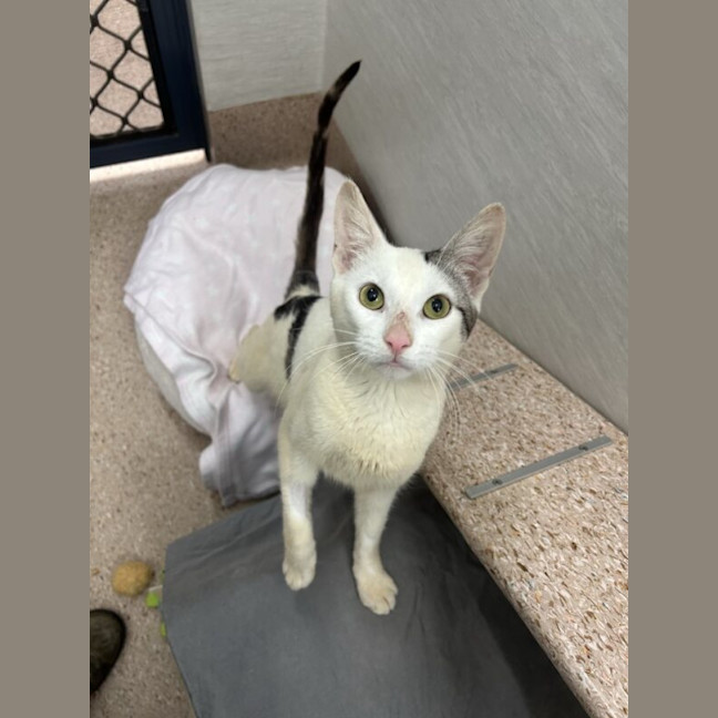 Photo of Patch