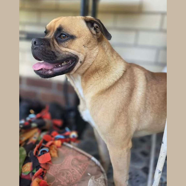 Photo of Bear