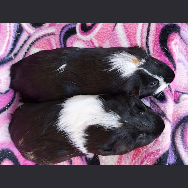 Photo of Michelle & Emily