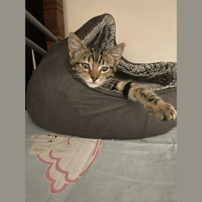 Photo of Grizabella