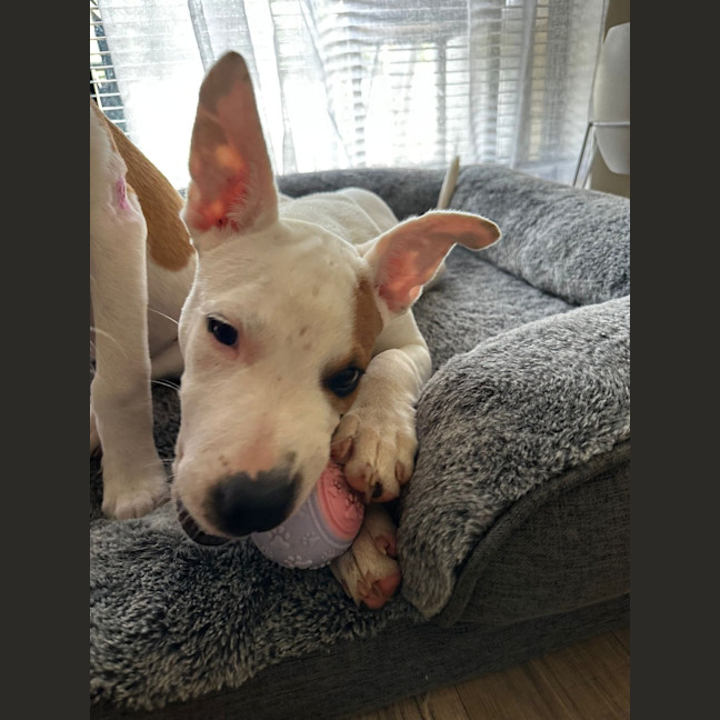 Photo of Molly