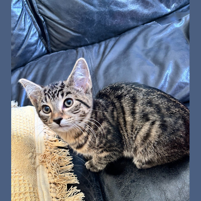 Photo of Marshmallow