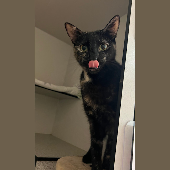 Photo of Dottie