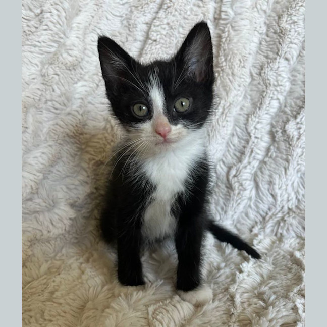 Photo of Pickle