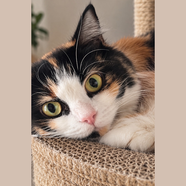 Photo of Penny