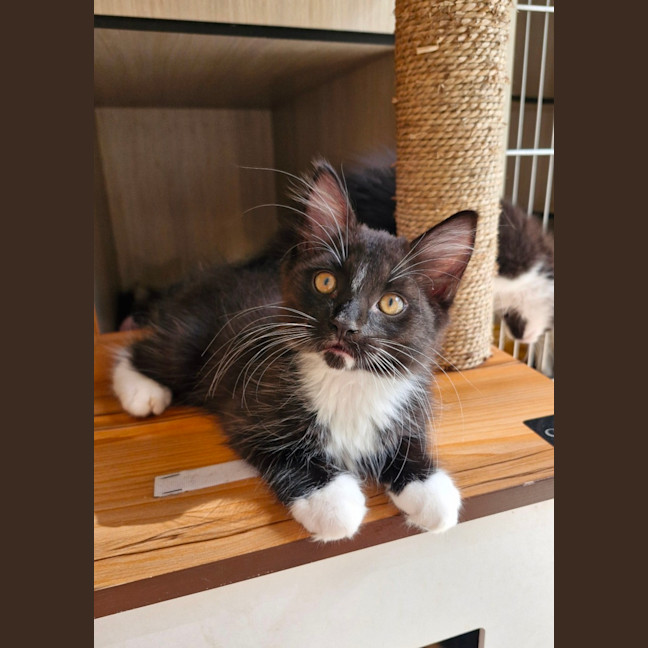 Photo of C1407 Kolton