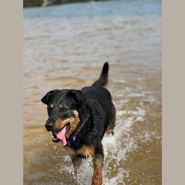 Photo of Maggie   2 Year Old Shepherd X Rottweiler (Trial)