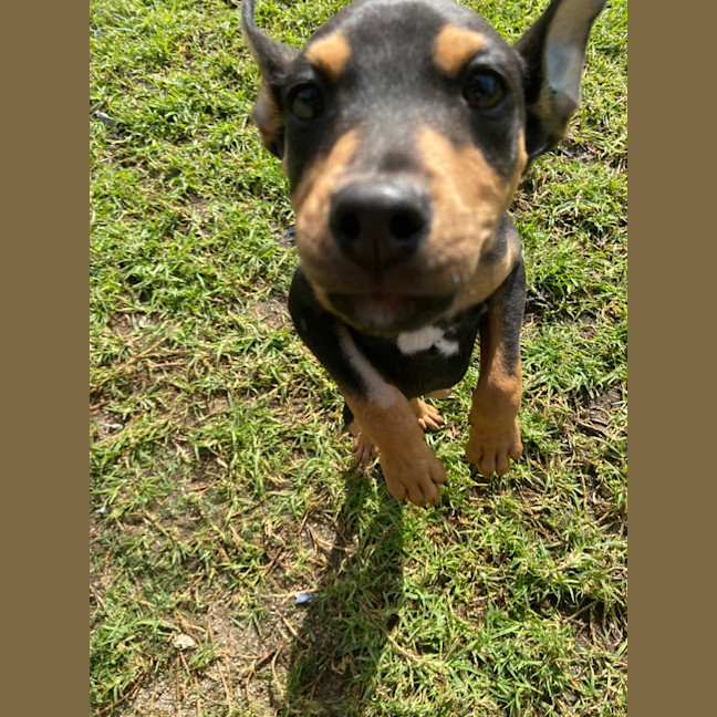 Photo of Pierogi 
