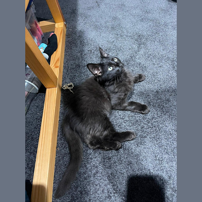 Photo of Salem *9 Lives Project Rescue*