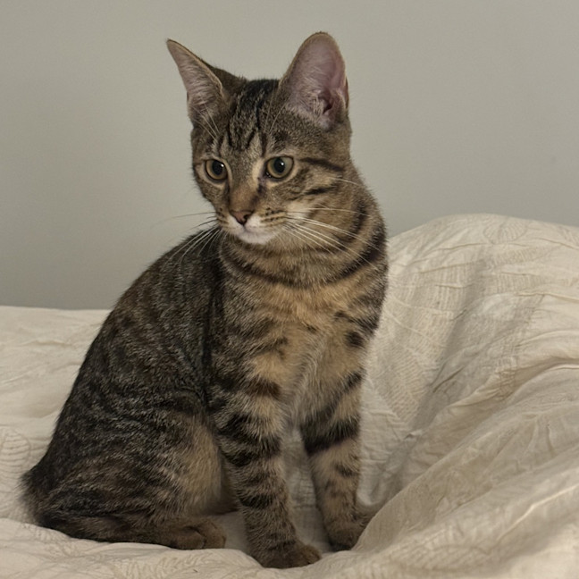 Photo of Maple