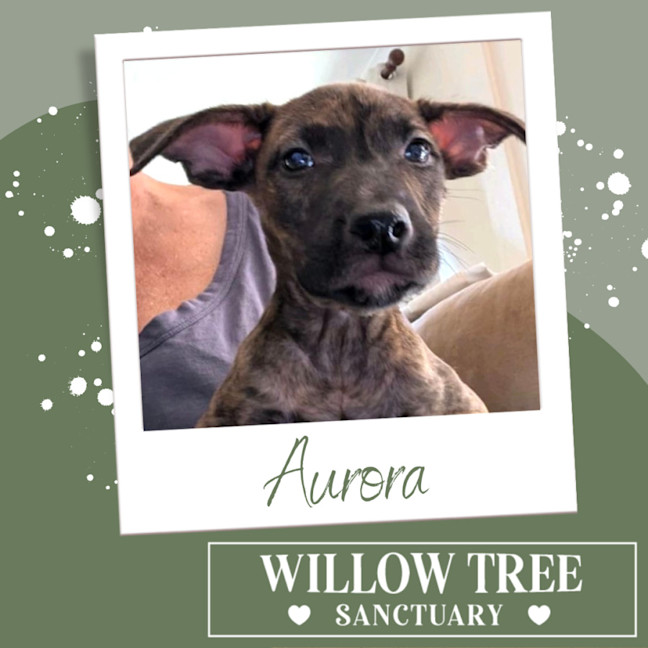 Photo of Aurora