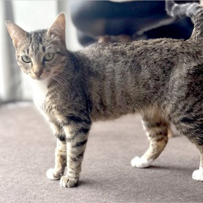 Photo of Turbo Snail