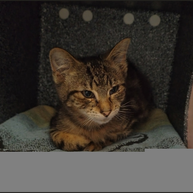 Photo of Biscuit 